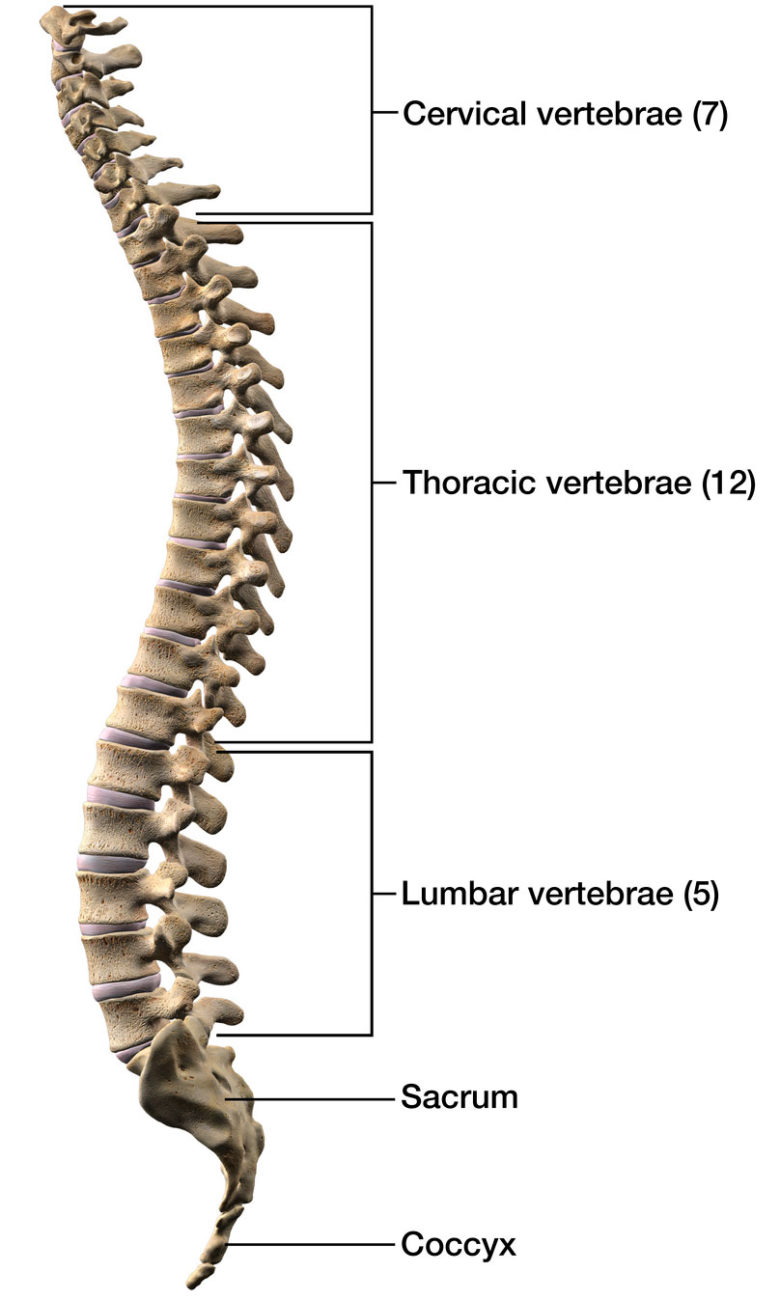 Disc Replacement Surgery - Mark Weight MD